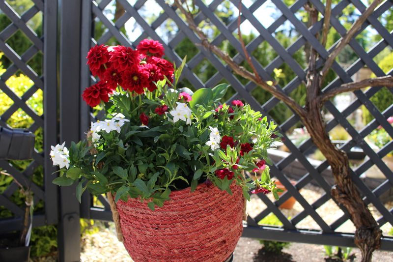 Blumenmix in roten Körbchen 