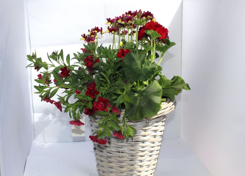 Blumenmix in Flechtkorb