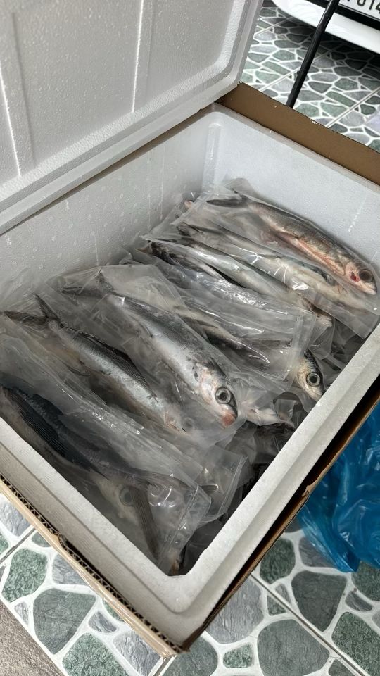 Flying Fish - Box ( 30fishes total -6 packs - 5 fishes/pack ) - free shipping