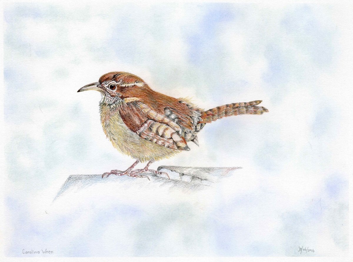 Carolina Wren Notecard