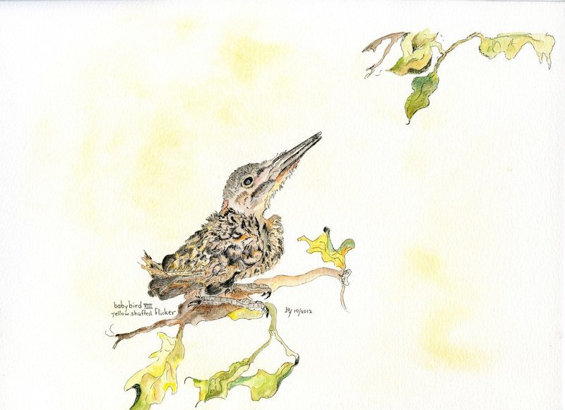 Yellow Shafted Flicker