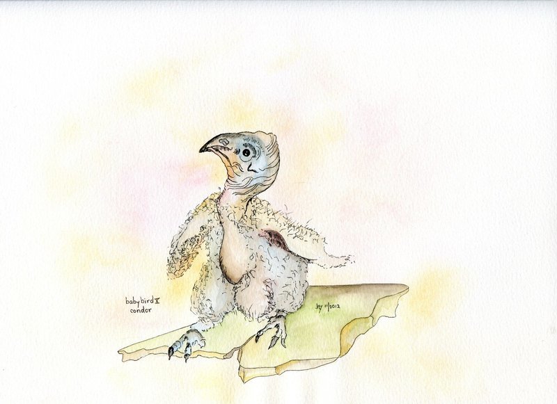 Condor