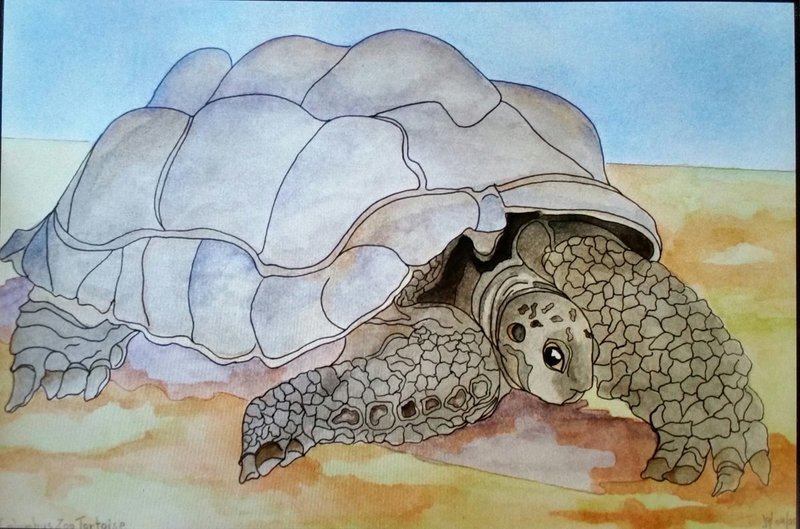 Tortoise