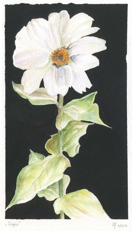 Zinnia