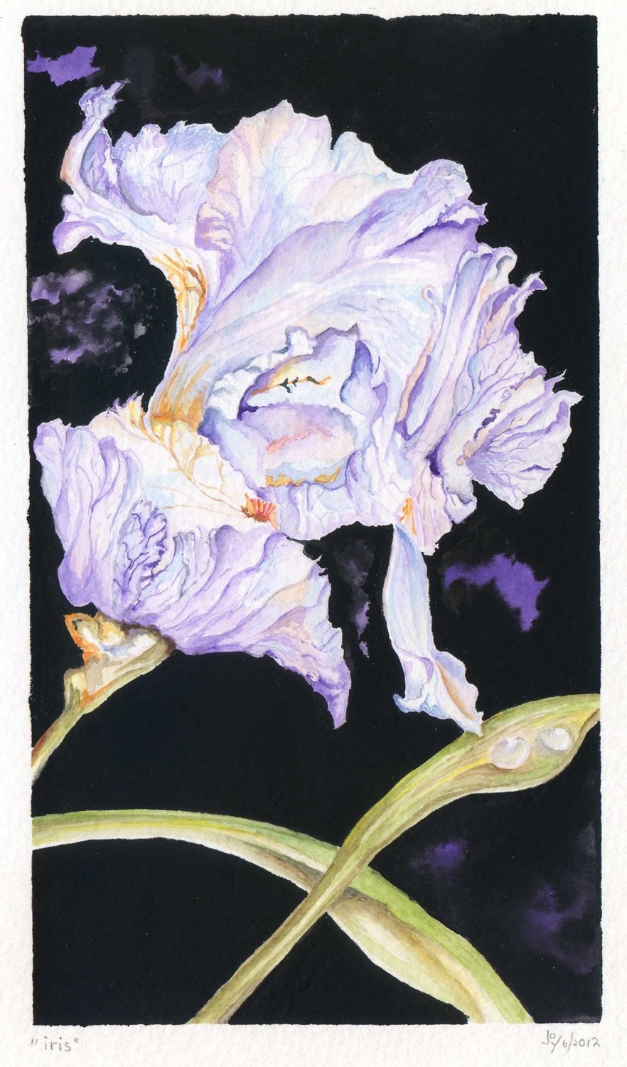 Iris