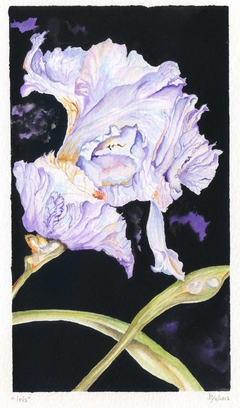 Iris