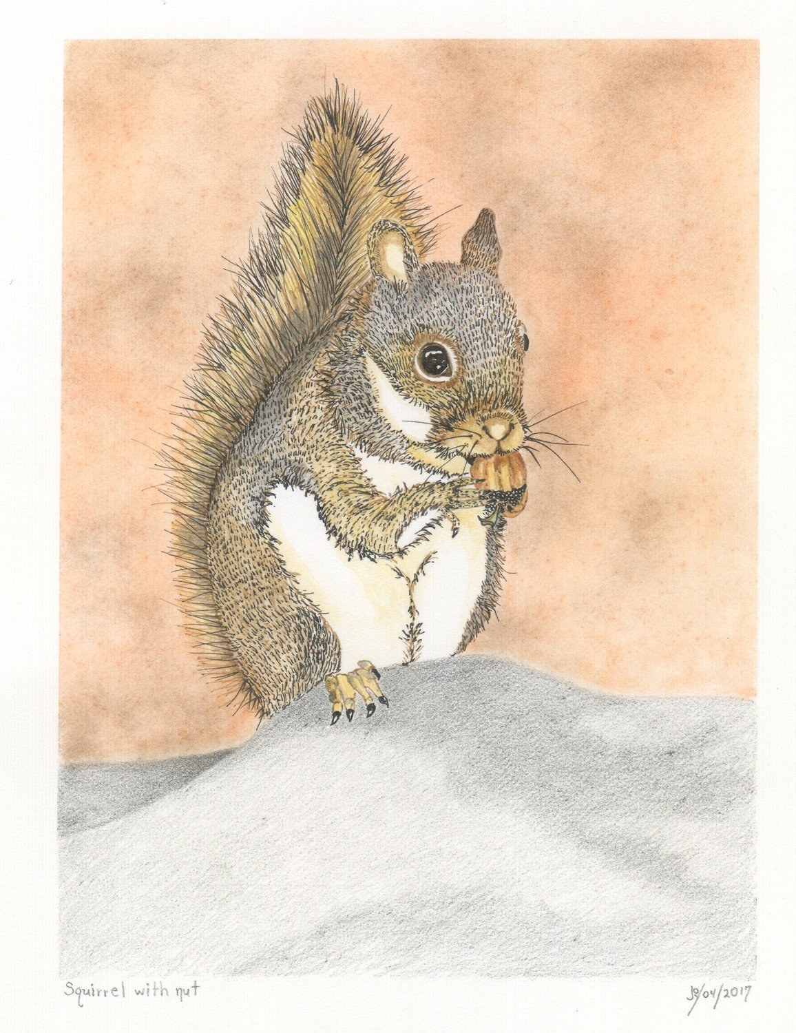 Squirrel with Nut