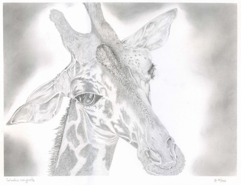 Columbus Zoo Giraffe