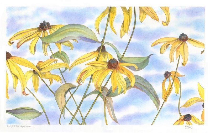 Backyard Black-eyed Susans