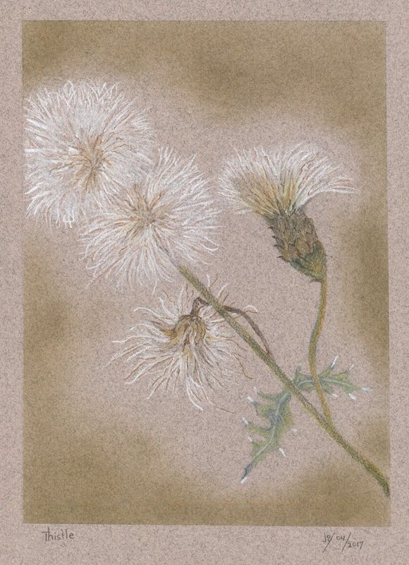 Thistle