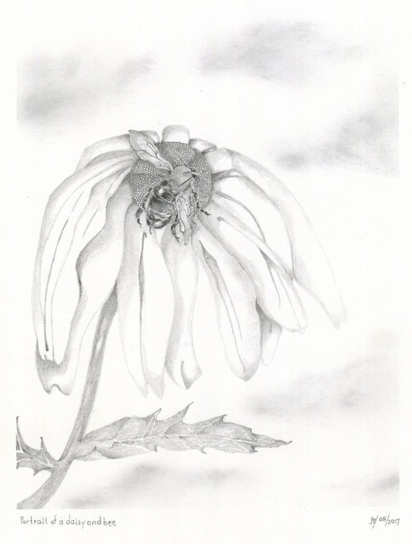 Portrait of a Daisy and Bee