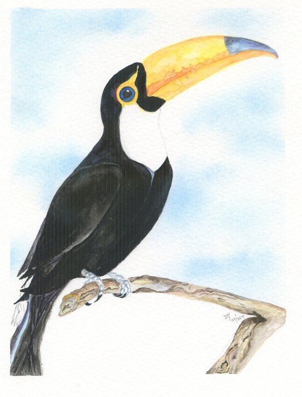 Toucan