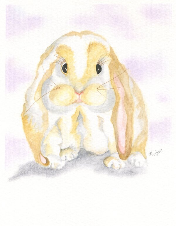 Rabbit