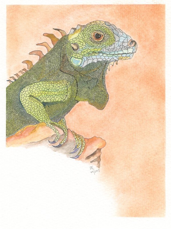 Iguana