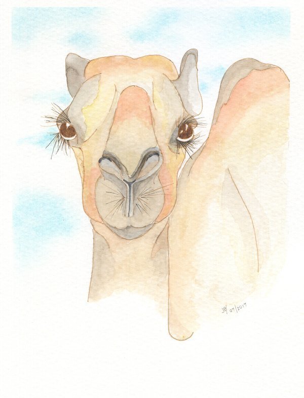 Camel