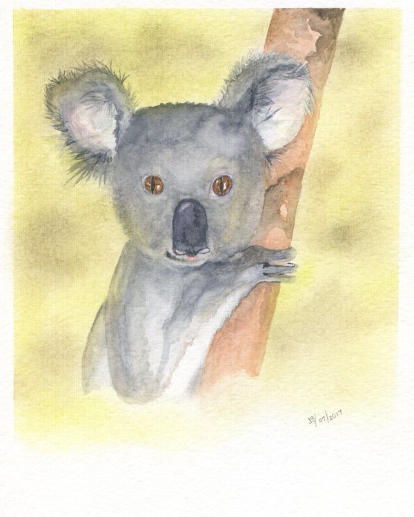 Koala