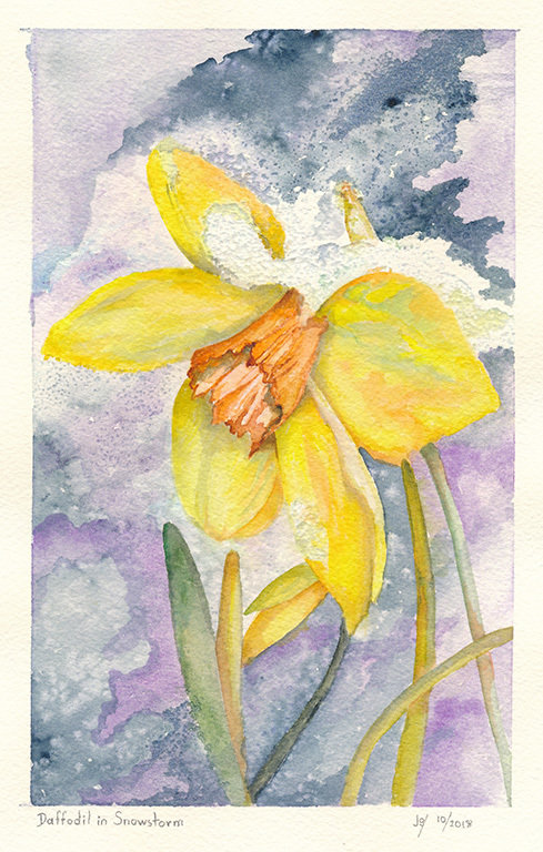 Daffodil in Snowstorm