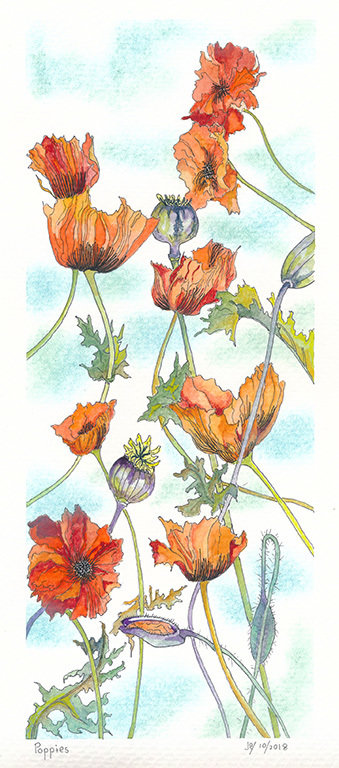 Poppies