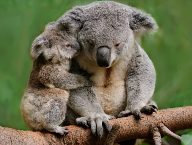 Caversham Wildlife Park and the Chocolate Factory  -  Saturday 19th July 2025   12.30pm - 6pm