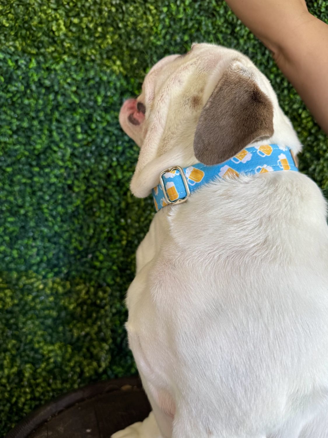 Dog Collar, Color: Blue Beers, Size: X-Small