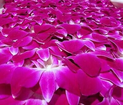 LOOSE BLOOMS