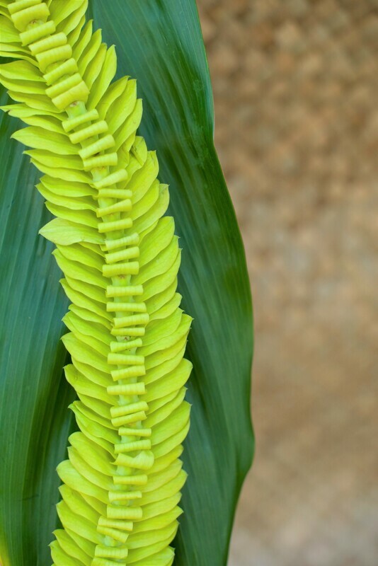GREEN BUTTERFLY LEI (ORCHID)