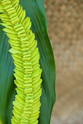 GREEN ORCHID BUTTERFLY LEI