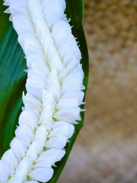 WHITE FEATHER LEI (ORCHID)