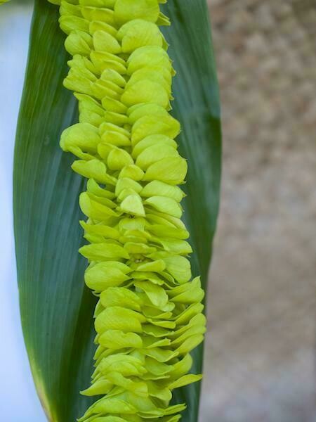 GREEN FEATHER LEI (ORCHID)