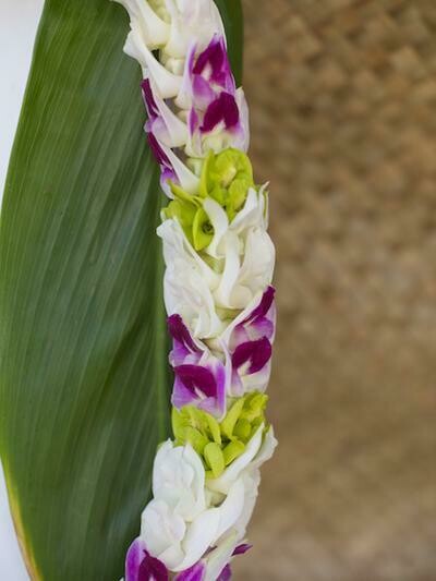 MIXED COLOR ORCHID PIKKI LEI - WHITE + GREEN + PURPLE