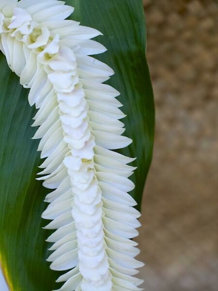 WHITE ORCHID INDIANA LEI