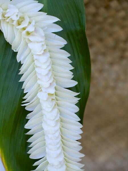 WHITE INDIANA LEI (ORCHID)