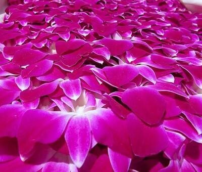 100 ORCHID LOOSE BLOOMS