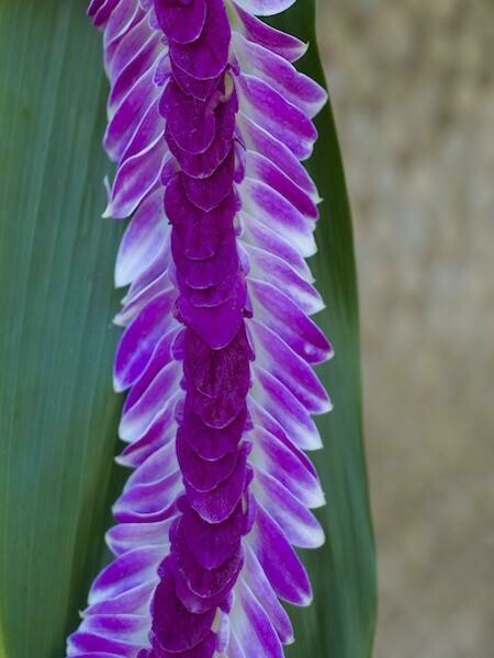 PURPLE INDIANA LEI (ORCHID)