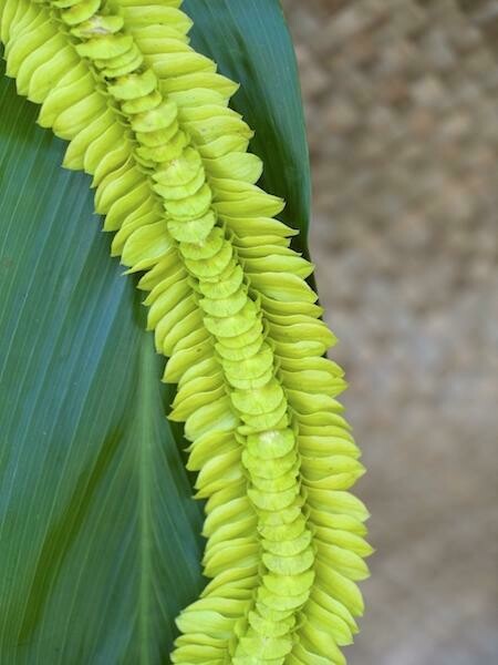 GREEN INDIANA LEI (ORCHID)