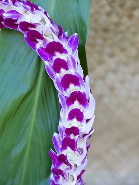 PURPLE ORCHID PIKKI LEI