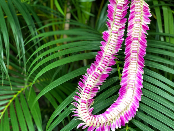 Hawaiian Orchid Lei, Classic Single