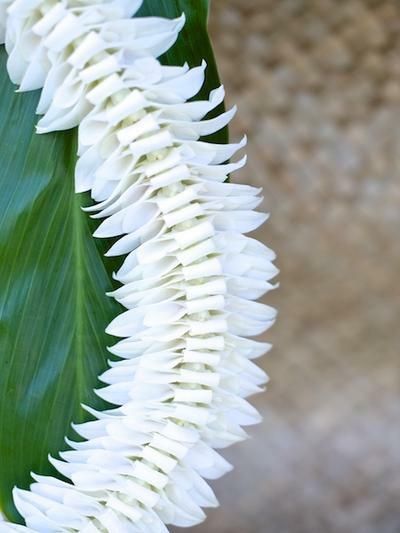 WHITE ORCHID ALANA LEI