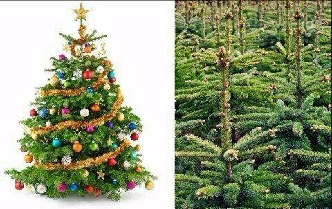 150-175cm Approx 5ft Fresh Cut Christmas Trees 2025