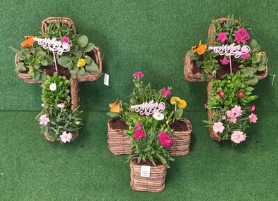 40cm Living Cross filled with seasonal plants (Bellis, Dianthus, Pansy)
This item is a top seller for Graves
