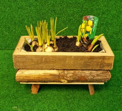 Wooden Planter with Spring Bulbs