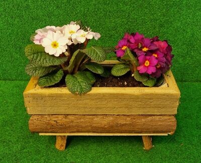 Wooden Planter with 2 Touch me Primula's