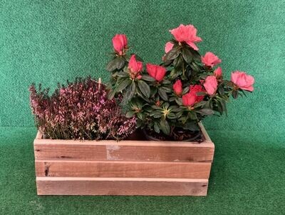 Wooden Planter with Rhododendron and Erica Carnea Winter Ladies Heather