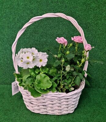 Primula and Pink Rose in Basket