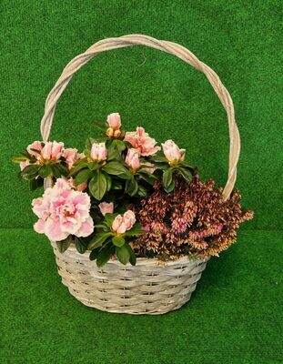 Rhododendron and Heather in Basket