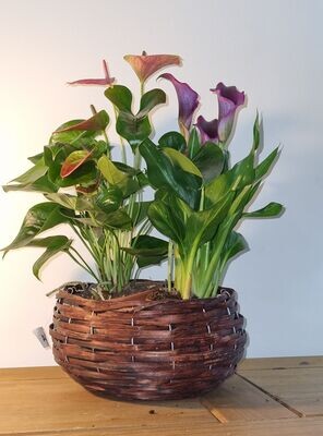 Wicker Basket with Calla Lily and Anthurium