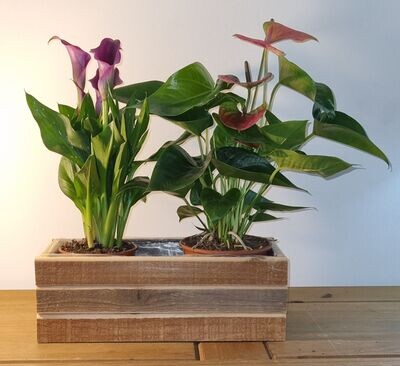 Wooden Planter with Anthurium and Calla Lily