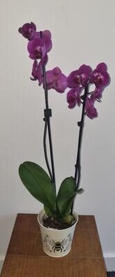Purple/Pink Phalaenopsis Orchid in a Tin Pot with Bee design