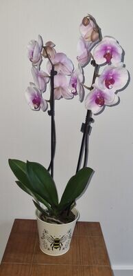 Pink Phalaenopsis Orchid in a Tin Pot Bee design