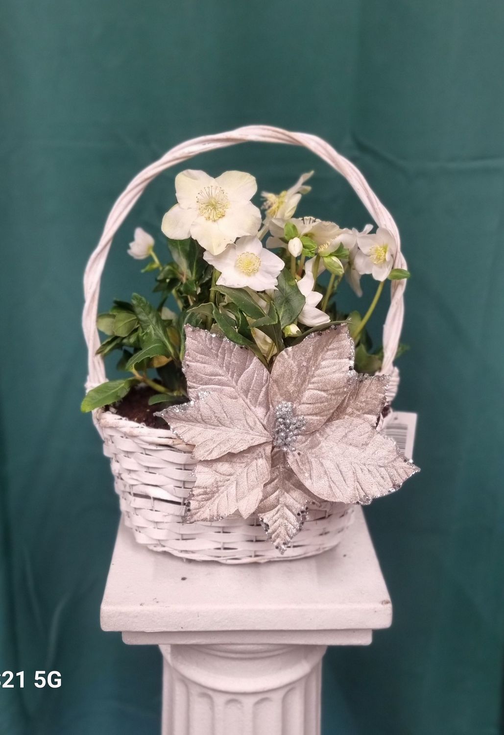 Christmas Helleborus in basket (Colour may Vary)